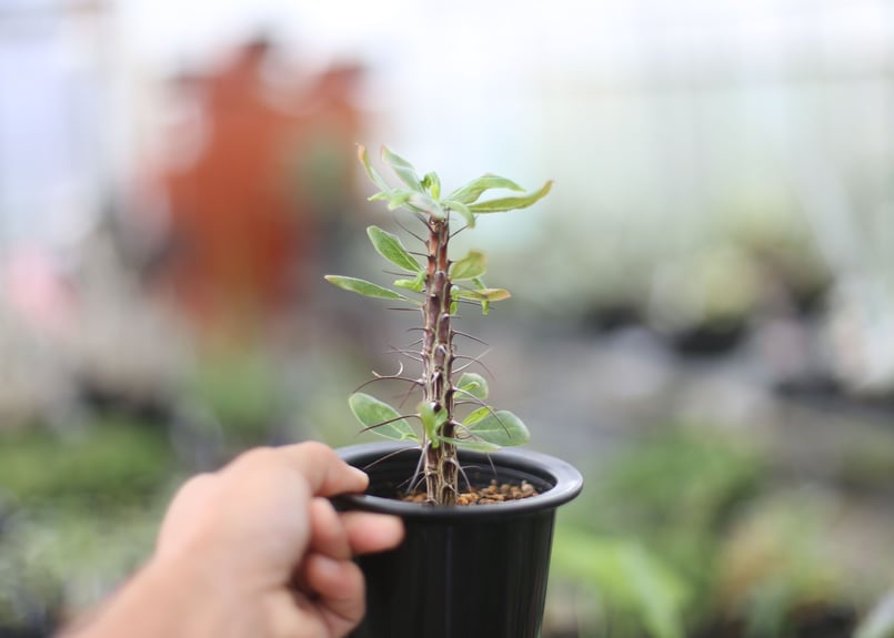 フォークイエリア オチョテレナエ | mana's farm:塊根植物・アガベ