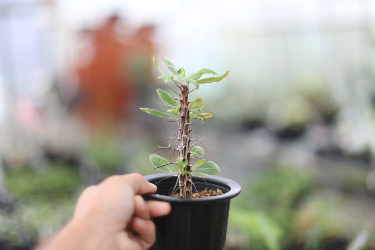 フォークイエリア オチョテレナエ | mana's farm:塊根植物・アガベ