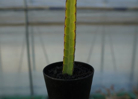 ユーフォルビア　ヘテロクロマ　Euphorbia heterochroma No.2