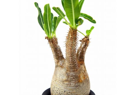 Pachypodium Gracilius パキポディウム  グラキリス  №3 little
