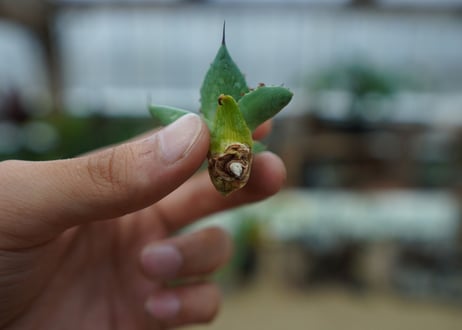 アガベ　ホリダ×パラサナ　agave horrida×parasana No.2