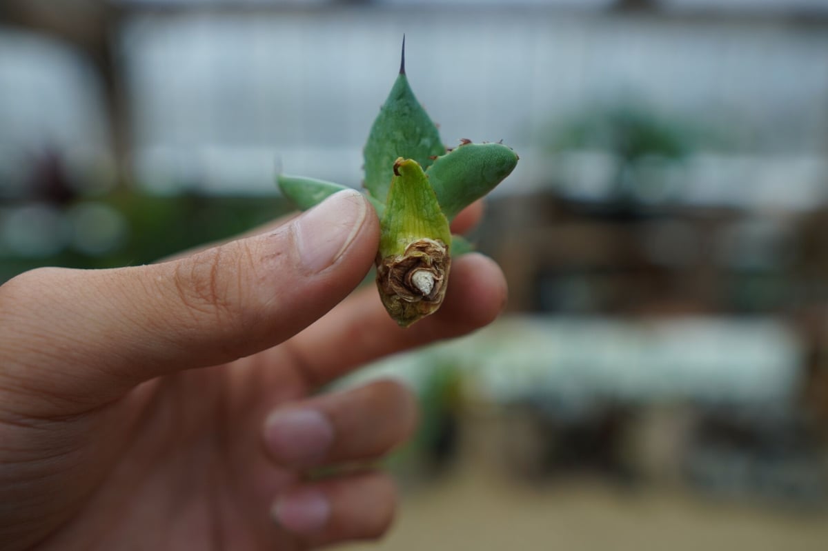 アガベ ホリダ×パラサナ agave horrida×parasana No.2 | mana