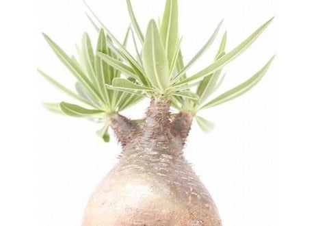 Pachypodium Gracilius パキポディウム  グラキリス  №８　緑肌　まるで実生株　葉数多