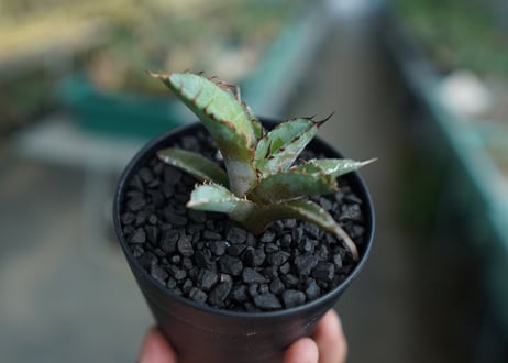 アガベ　チタノタ　 ブラックアンドブルー 　Agave titanota black and blue　No.2