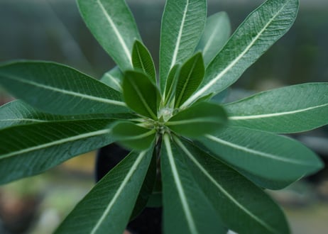 パキポディウム　恵比寿大黒　Pachypodium Densicaule　No.7