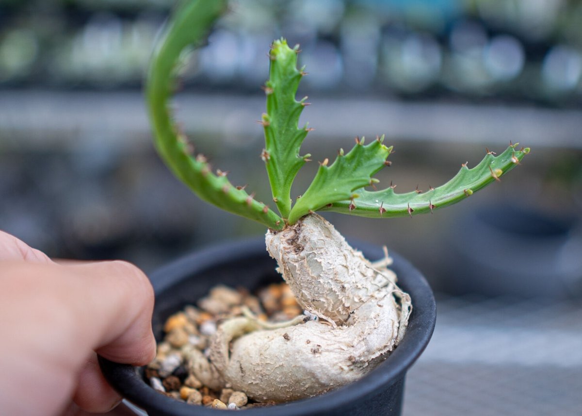 ユーフォルビア　ステラータ　飛竜　3株セット ユーフォルビア ステラータ 飛竜 3株セット ユーフォルビア ステラータ