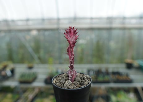 ユーフォルビア　紅彩雲閣　Euphorbia trigona f. rubra　No.2