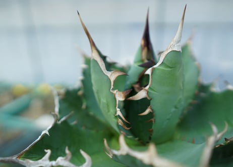 アガベ　チタノタ　FO-76　agave titanota  FO-76 No.3