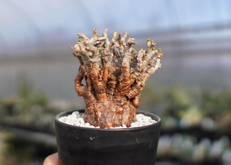 Ceraria pygmaea ケラリア ピグマエア　No.8