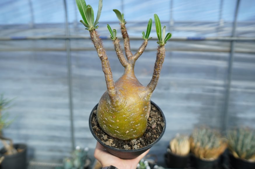 個性的なパキポディウムの現地株を多数アップします。 | mana's farm