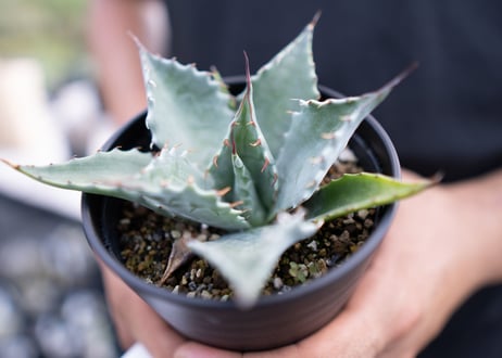 Agave parrasana