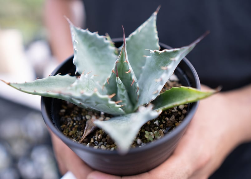Agave parrasana | mana's farm:塊根植物・アガベ・ドライガーデン植
