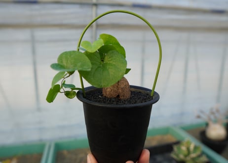 亀甲竜　Dioscorea elephantipes