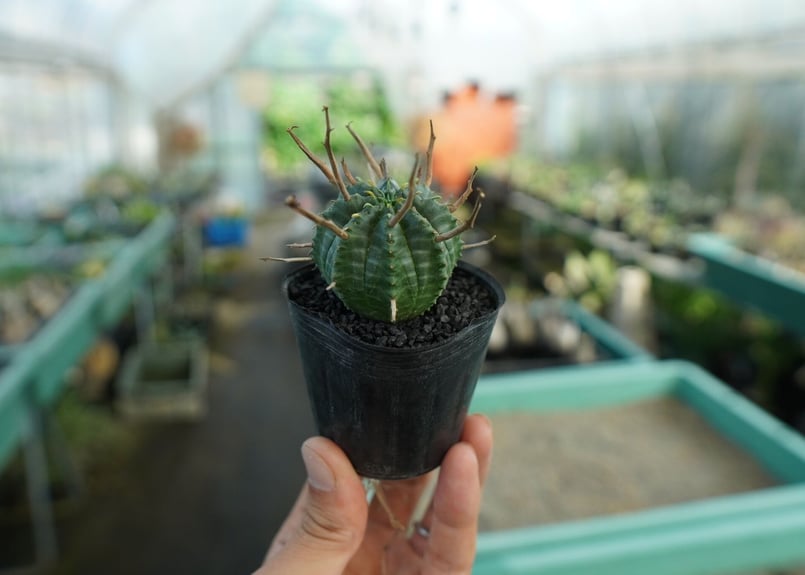 ユーフォルビア スーパーバリダ Euphorbia super valida No.5 |
