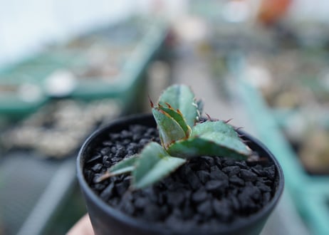 アガベ　チタノタ　 ブラックアンドブルー 　Agave titanota black and blue　No.13