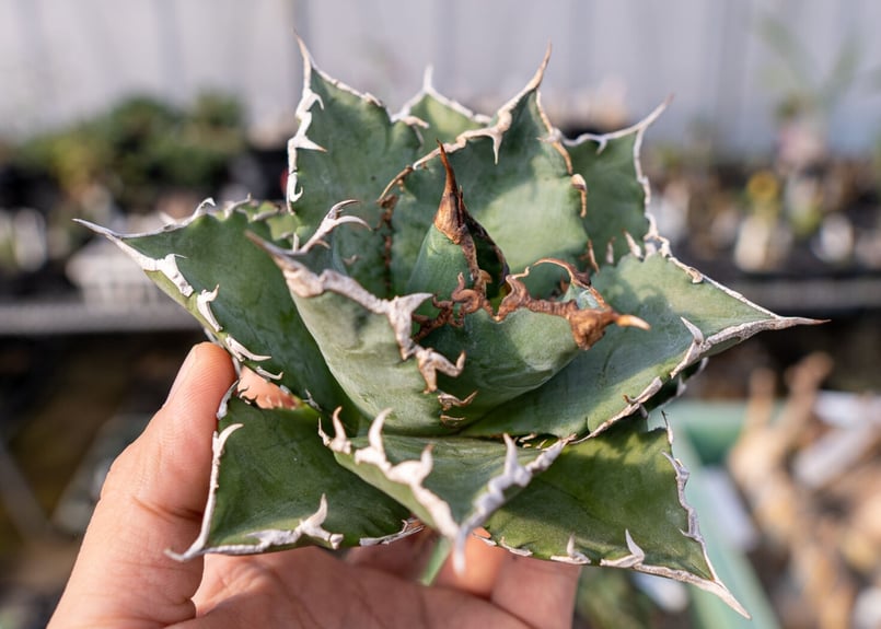 Agave titanota Solar eclipse 夕映嚴龍 | mana's gree Agave titanota Solar eclipse 夕映嚴龍 | mana's gree