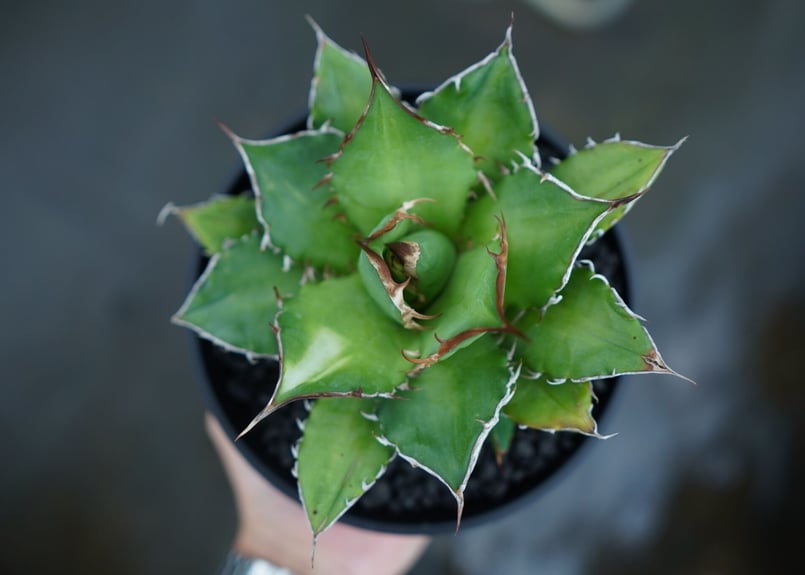 アガベ チタノタ Agave titanota No.1 | mana's farm:塊根植物