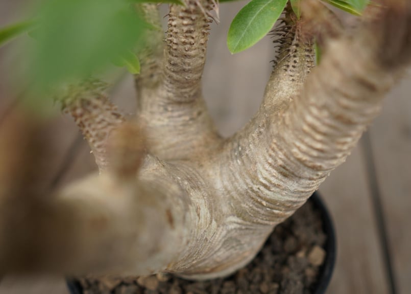 パキポディウム マカイエンセ Pachypodium makayense | mana's f