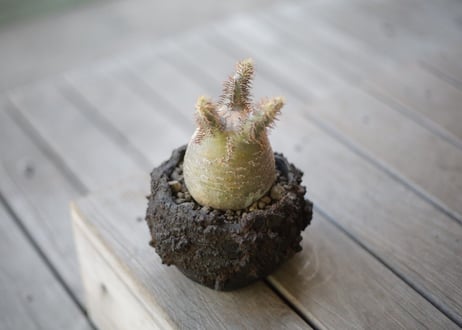 パキポディウム グラキリス　Pachypodium Gracilius