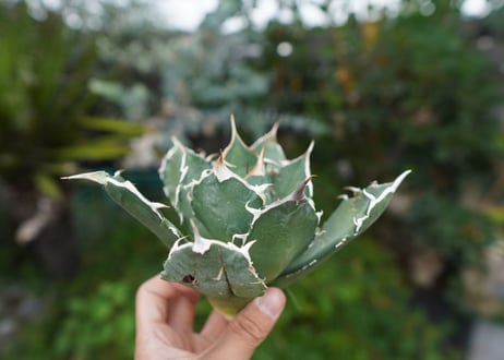 Agave titanota 白鯨 B NO.6