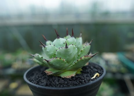 アガベ　マクロアカンサ×ポタトラム　 Agave macroacantha×potatorum