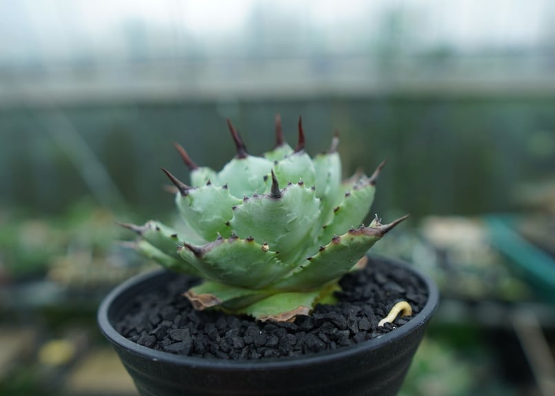 アガベ マクロアカンサ×ポタトラム Agave macroacantha×potatorum
