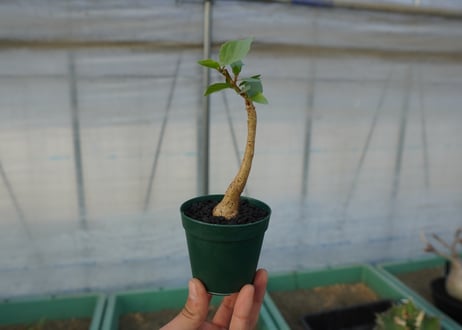フィカス パルメリー Ficus palmeri  No.1