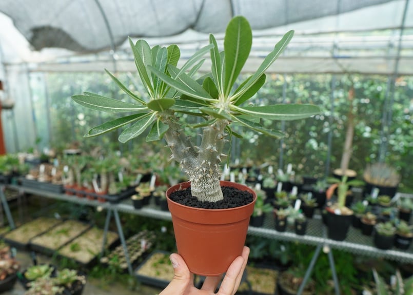 パキポディウム デンシフローラム パキポディウム デンシフローラム Pachypodium densiflorum No.2 |