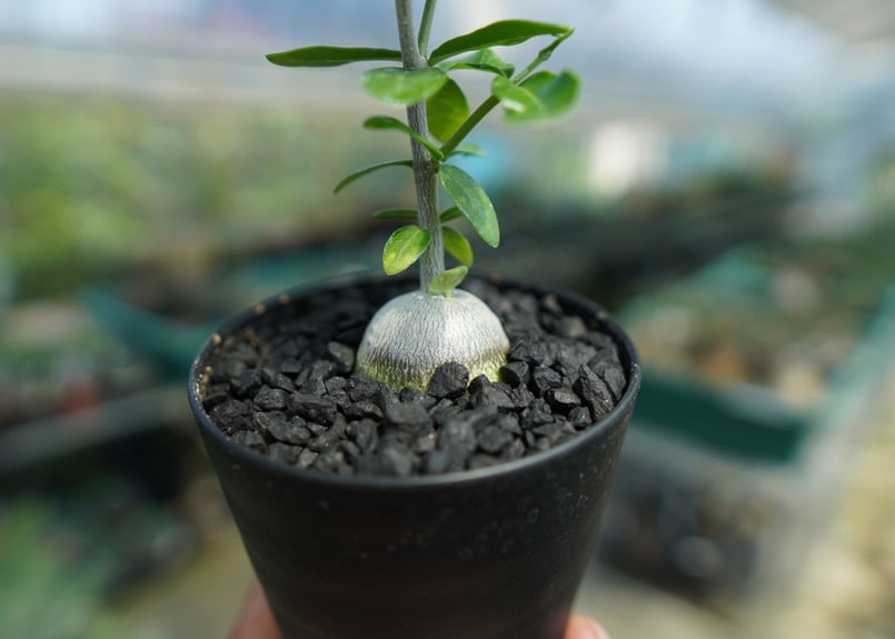 フォッケア エデュリス ”火星人” Fockea edulis No.2 | mana's