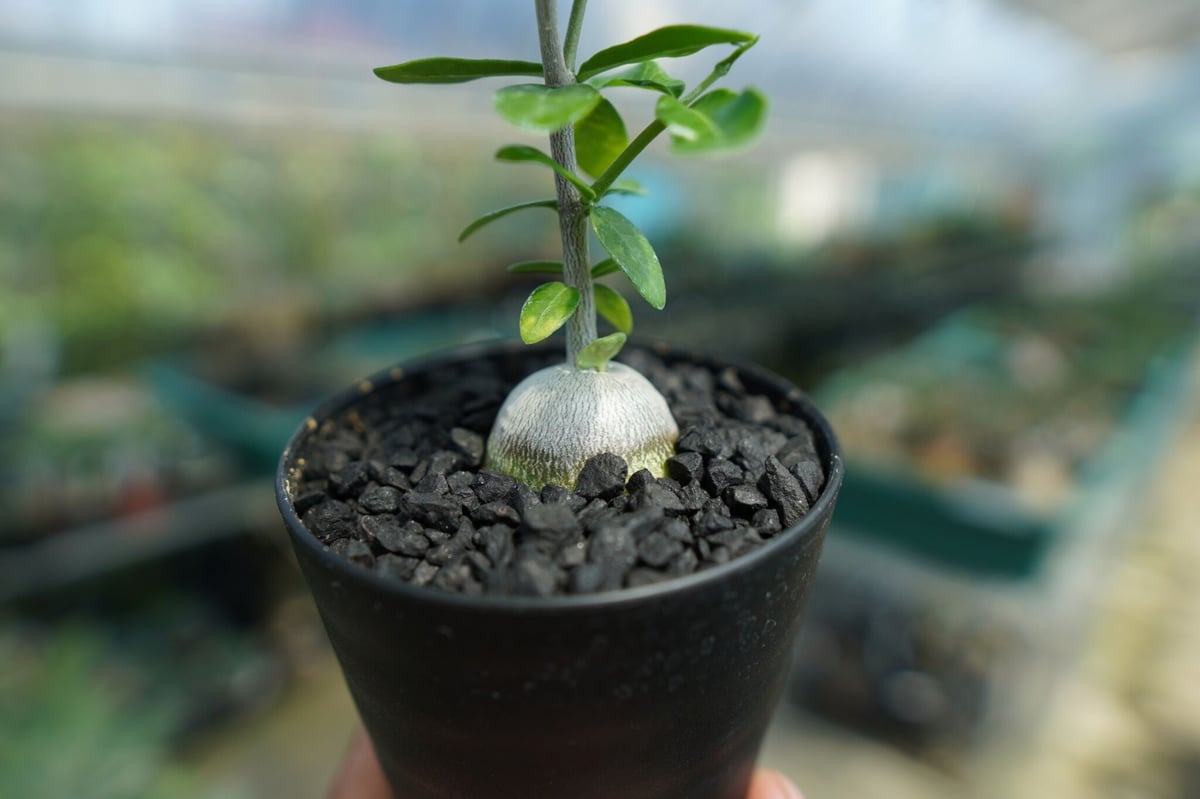 フォッケア エデュリス 火星人 Fockea edulis 抜き苗 フォッケア エデュリス ”火星人” Fockea edulis No.2 | mana's