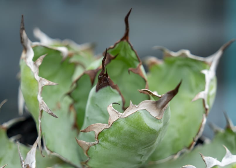 アガベ チタノタ ブラックアンドブルー | mana's farm:塊根植物