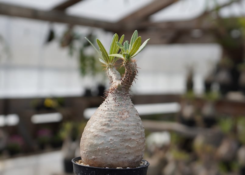 観葉植物 B*3様 パキポディウム グラキリス 実生 多頭株 芽吹いてき