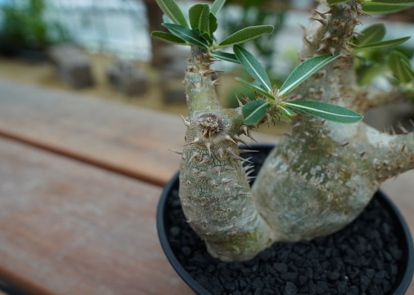 パキポディウム デンシフローラム Pachypodium densiflorum No.2