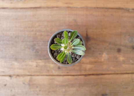 恵比寿大黒 Pachypodium Densicaule