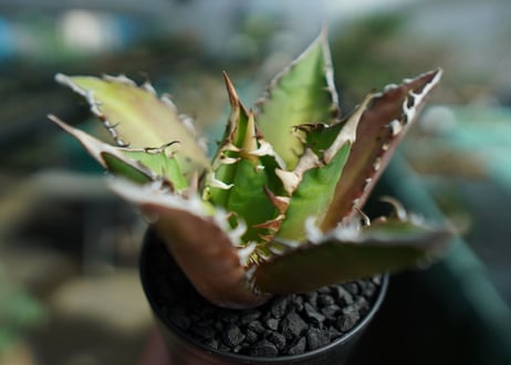 アガベ　チタノタ　レッドキャットウィーズル　Agave titanota Red catweezle　No.10