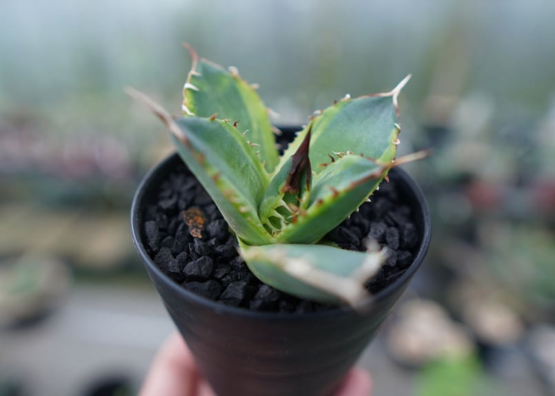 アガベ チタノタ 黄覆輪 Agave titanota variegata | mana's