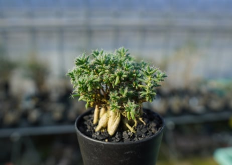 トリコディアデマ ステラツム　Trichodiadema stellatum  No.2