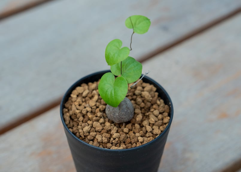 亀甲竜 | mana's farm:塊根植物・アガベ・ドライガーデン植物販売|マナ