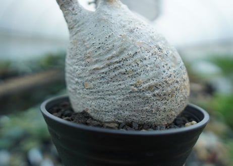 パキポディウム　グラキリス　 Pachypodium Gracilius  No.2