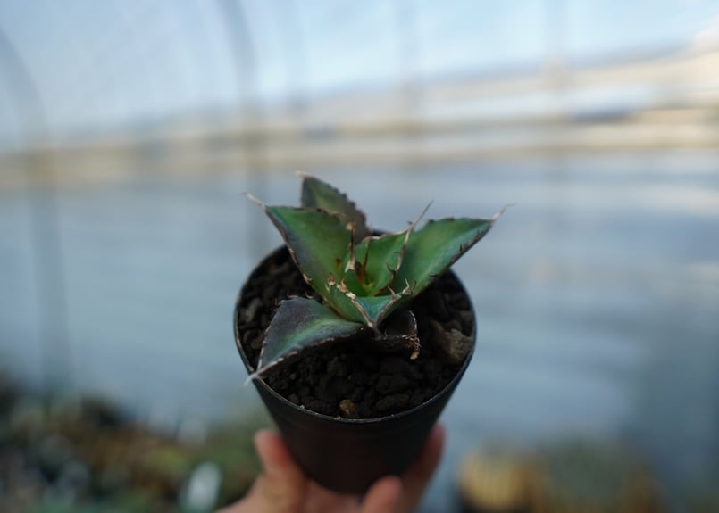 アガベ チタノタ ハデス Agave titanota Hades | mana's farm