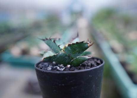 アガベ　チタノタ　 ブラックアンドブルー 　Agave titanota black and blue　No.5