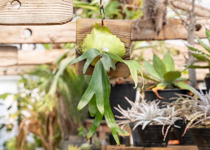 ビカクシダ フーンシキ　foong siqi 株分け子株　TC由来 ビカクシダ フーンシキ foong siqi 株分け子株 TC由来 - メルカリ