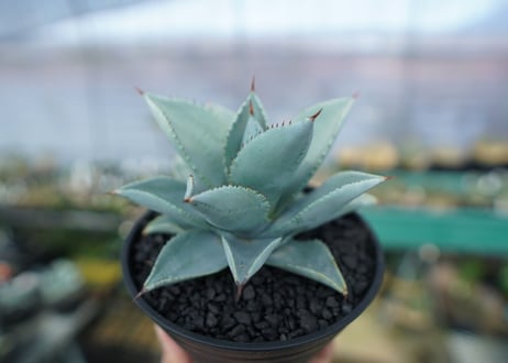 アガベ　ドラゴントゥース　Agave Dagontoes　No.3