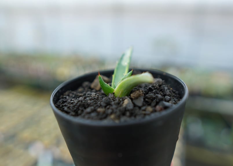 アガベ シャークスキン Agave Sharkskin No.2 | mana's green アガベ シャークスキン Agave Sharkskin No.2 | mana's green