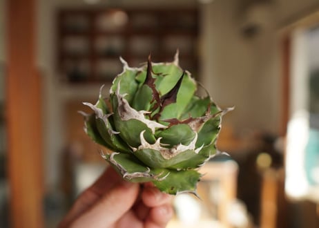 CATEGORY アガベ | mana's farm:塊根植物・アガベ・ドライガーデン植物