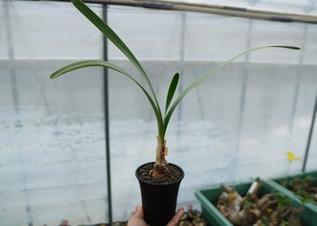 キルタンサス オブリクス Cyrtanthus obliquus
