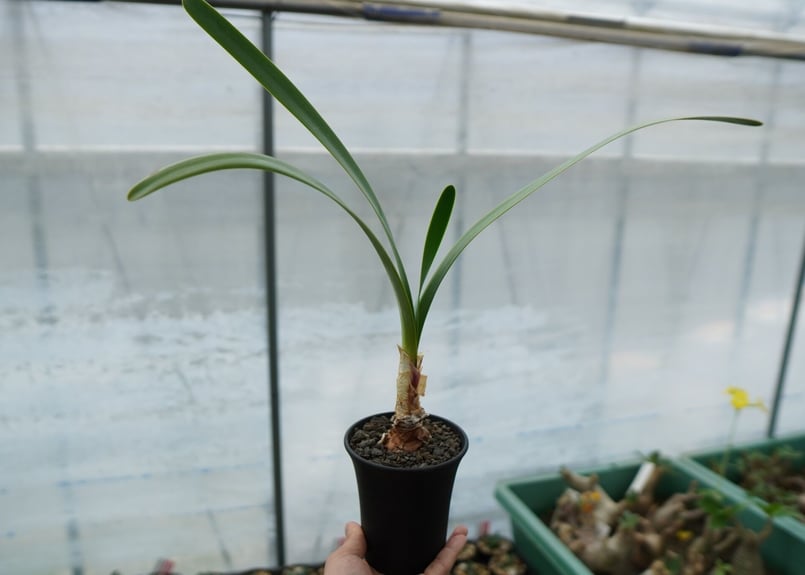 キルタンサス オブリクス Cyrtanthus obliquus | mana's farm: