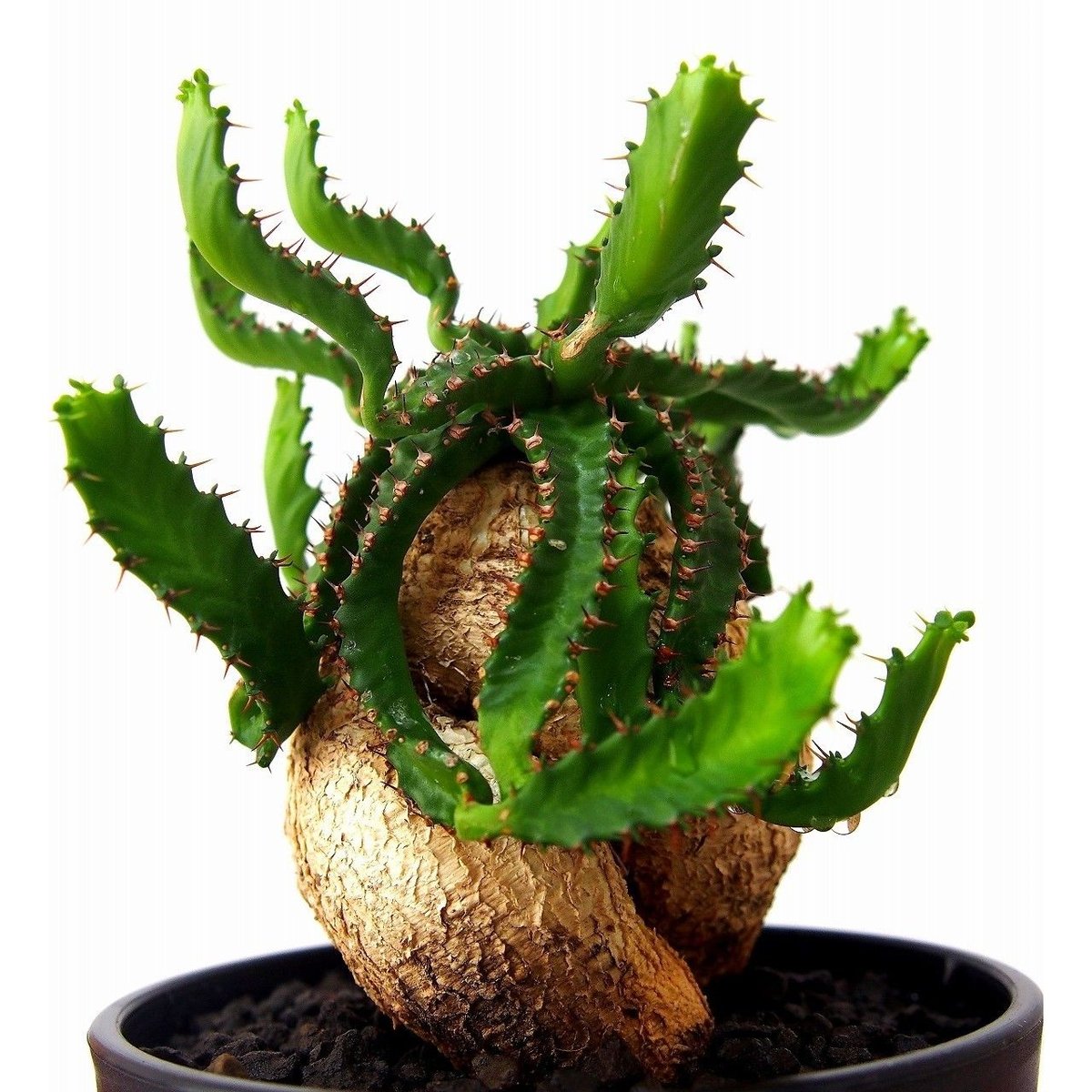 ユーフォルビア ステラータ 飛竜 Euphorbia stellata №2 | mana