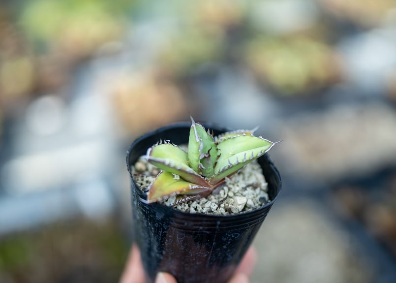 アガベ オテロイ 沖縄実生 | mana's farm:塊根植物・アガベ・ドライ