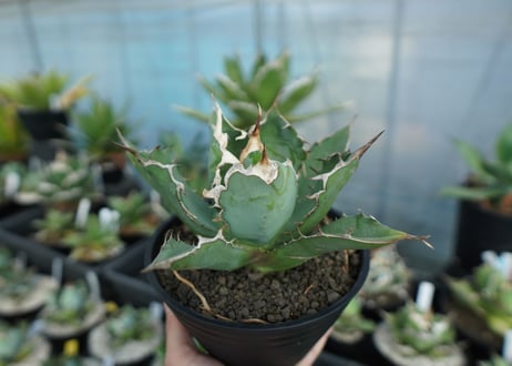 アガベ　チタノタ　agave titanota　A5